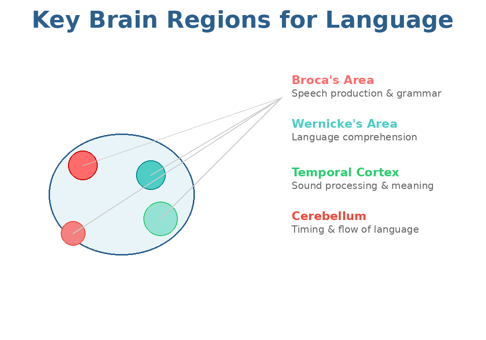 Brain Regions for Language - Diagram showing key brain regions involved in language processing including Broca's area, Wernicke's area, temporal cortex, and cerebellum