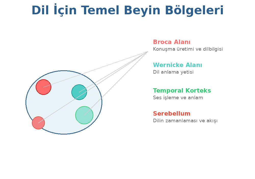 Başlık: Dil İçin Beyin Bölgeleri - Açıklama: Broca alanı, Wernicke alanı, temporal korteks ve serebellum dahil dil işlemede yer alan temel beyin bölgelerini gösteren diyagram